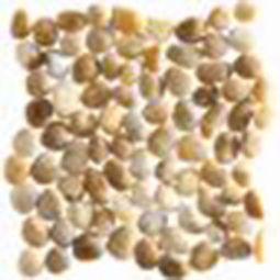 Puccini Caribbean - St. Kitts Honed Gold 12" x 12" Pebble Mosaic