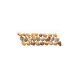 Puccini Caribbean - St. Kitts Honed Gold Pebble Border 4" x 12"
